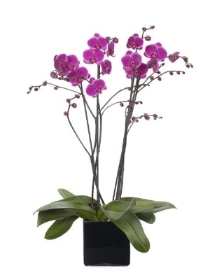 Gorgeous Orchid Plant