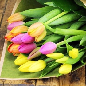 20 Mixed Colour Tulips