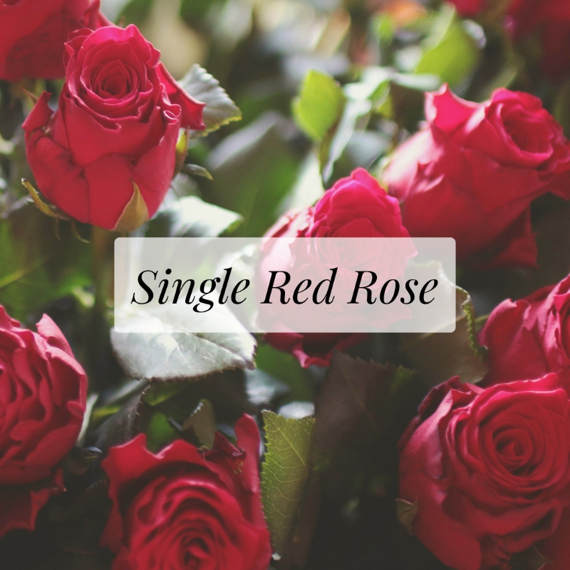 1 Single Rose